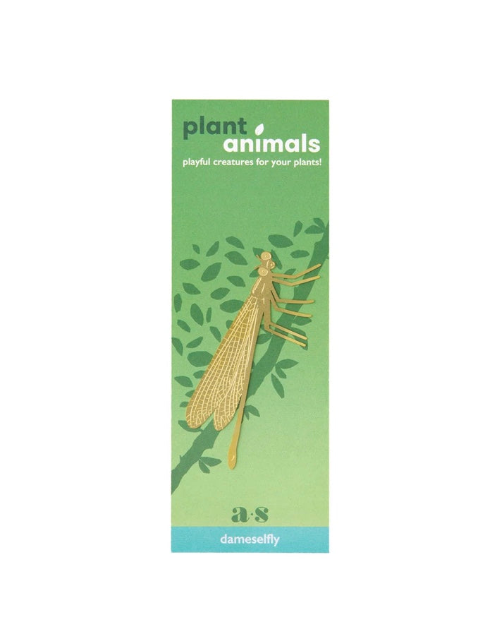 Damselfly Plant Animal