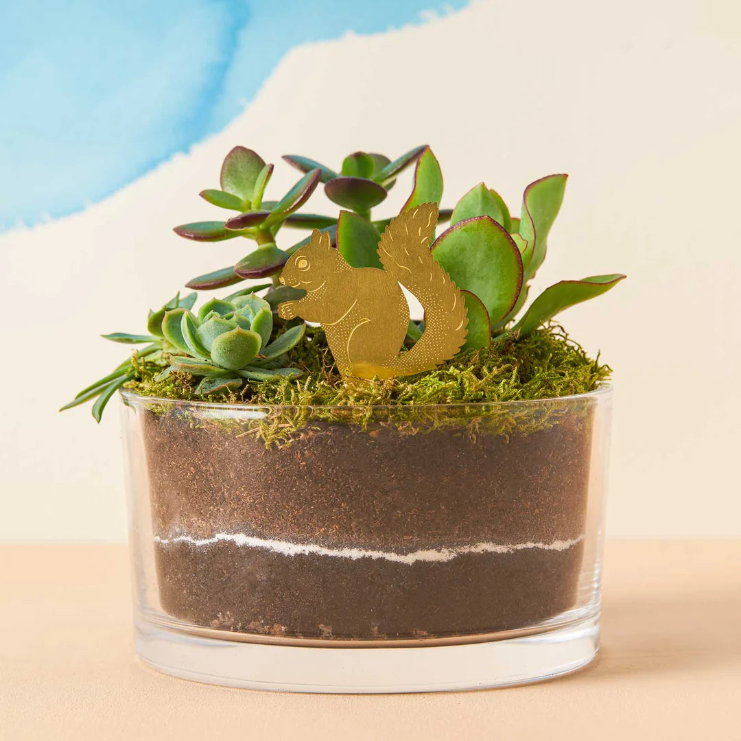 Squirrel Plant Animal