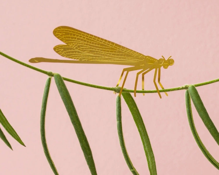 Damselfly Plant Animal