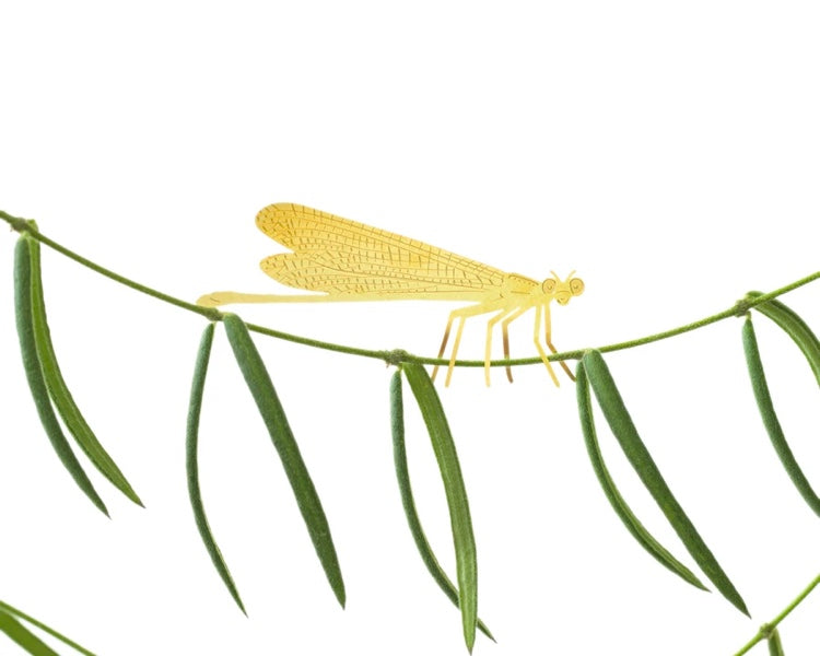 Damselfly Plant Animal