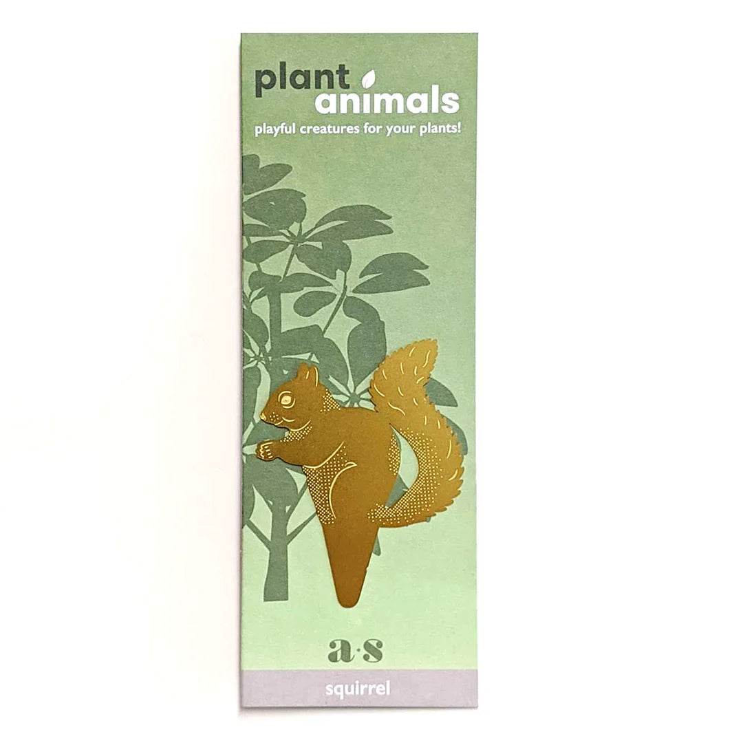 Squirrel Plant Animal