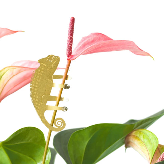 A white background with a pink Arum Lily. A small brass chameleon decoration is climbing up the flowers stalk. 