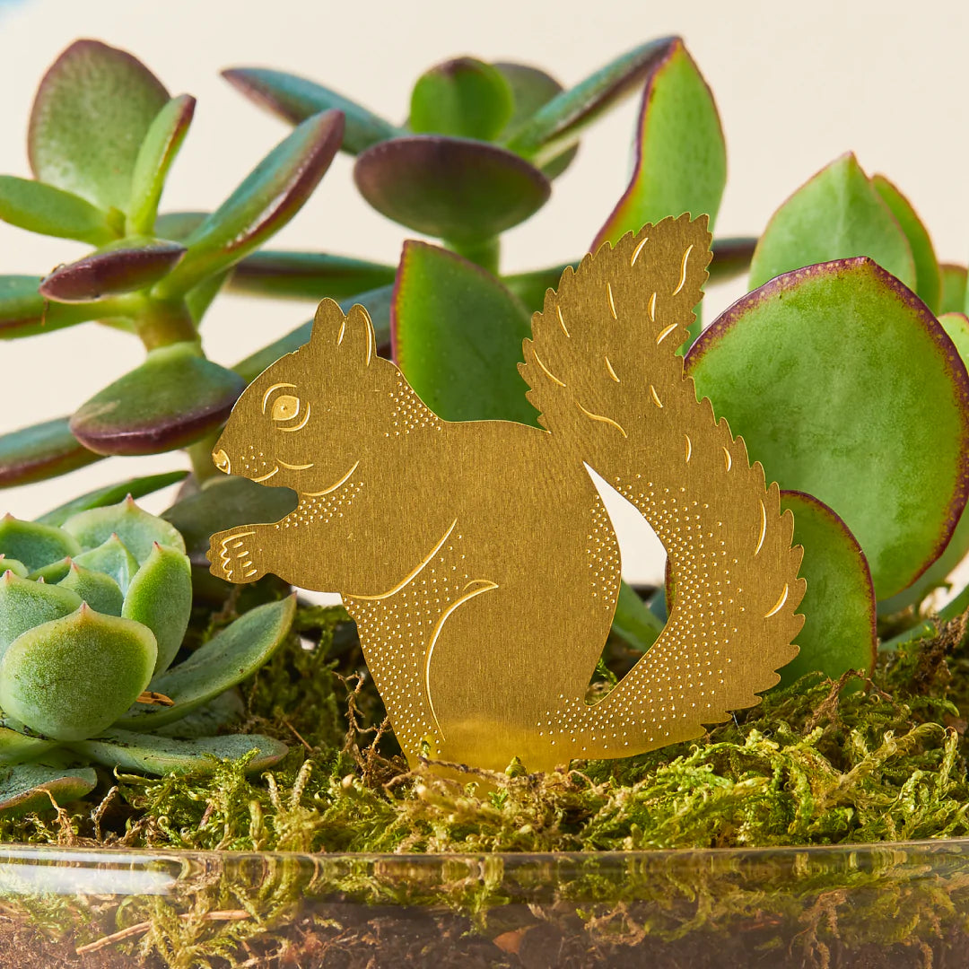 Squirrel Plant Animal