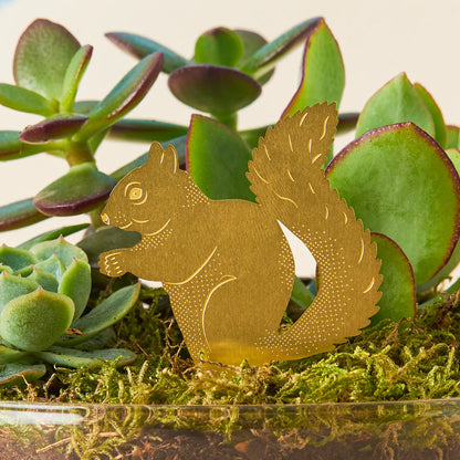 Squirrel Plant Animal