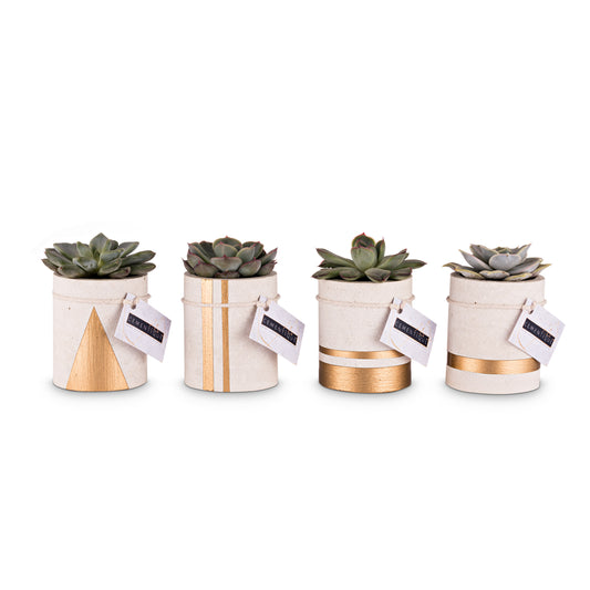 Set of 3 mini round  pots