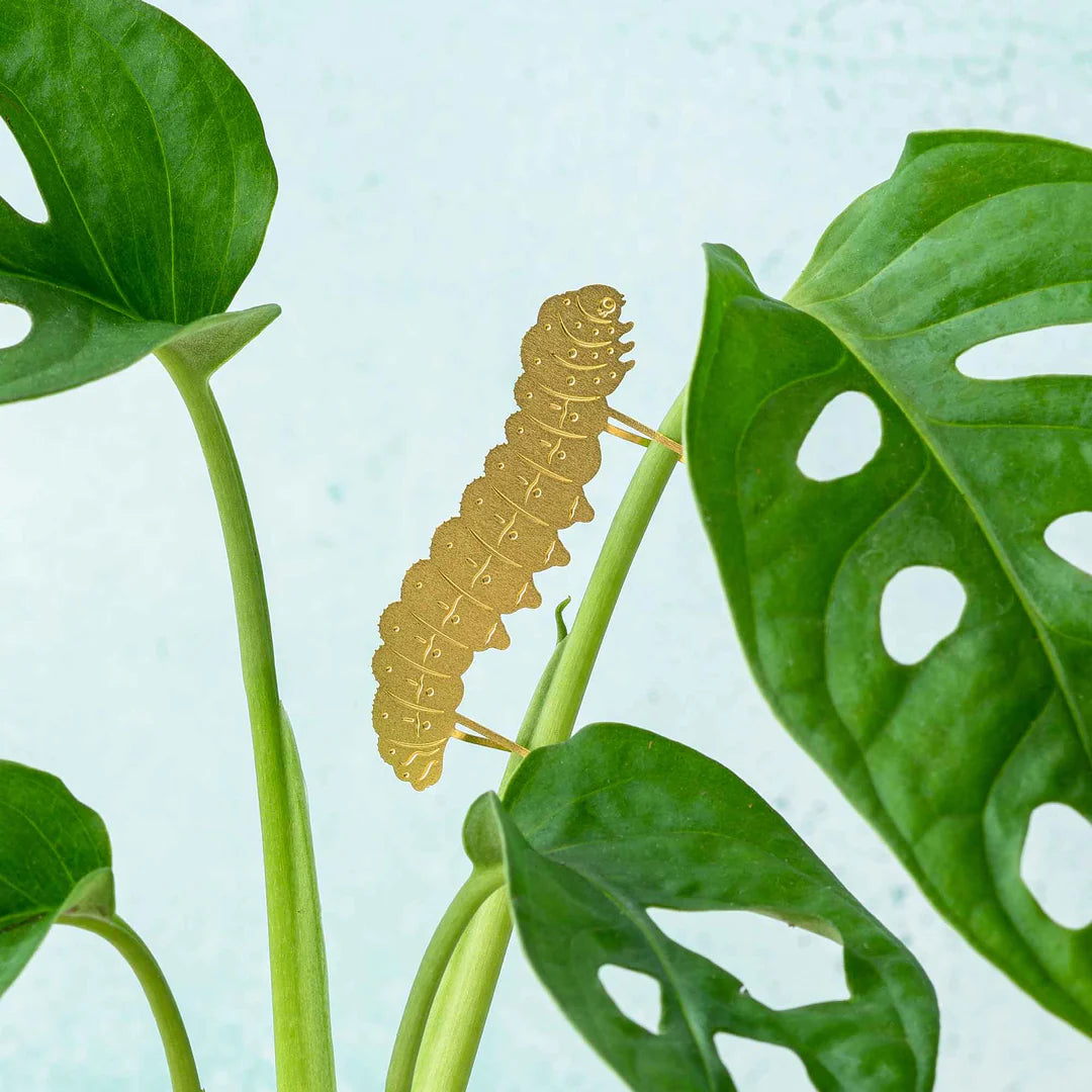 Caterpillar Plant Animal