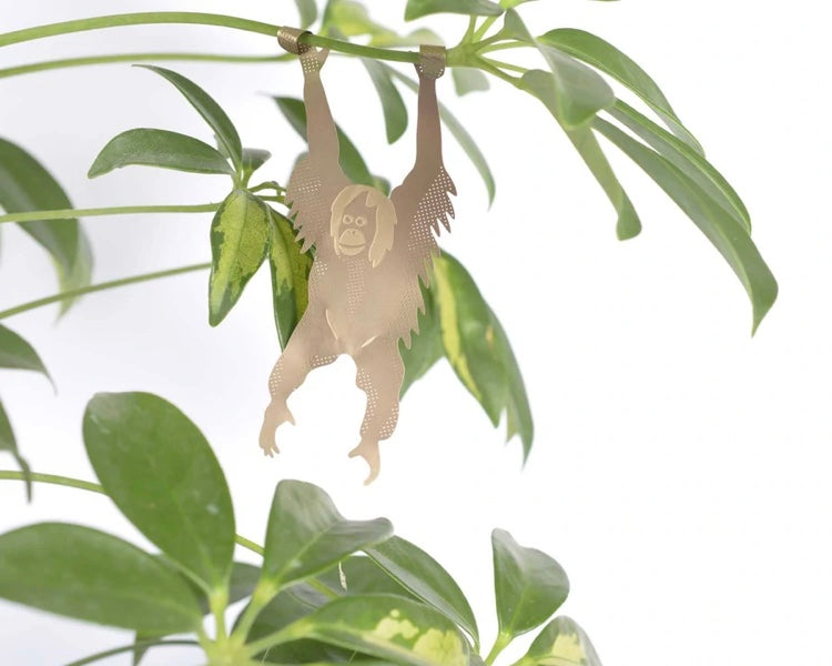 Orangutan Plant Animal